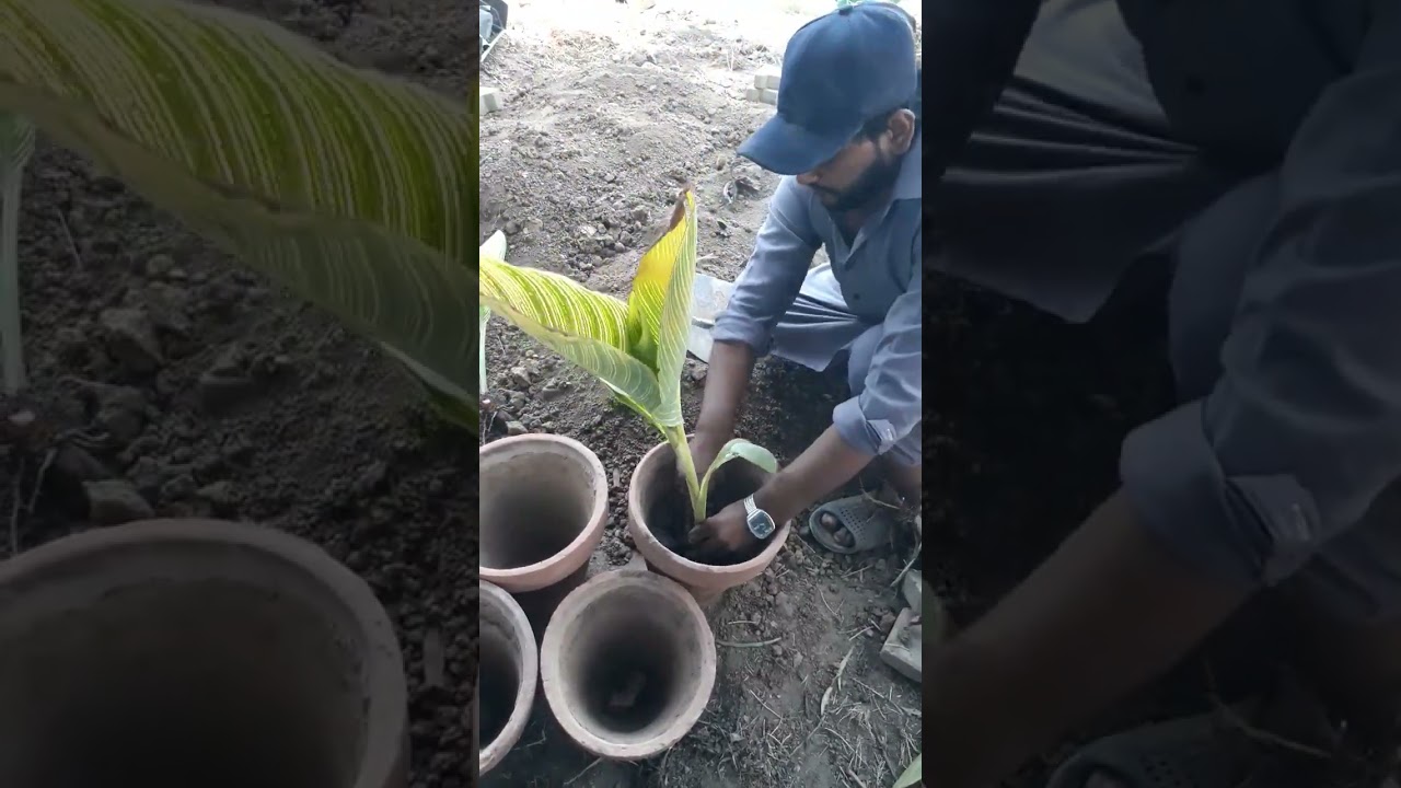 canna plants transplantation  # canna 
