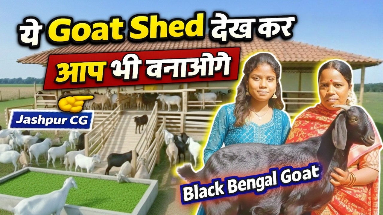 👉 ये Goat Shed देख कर आप भी बनाओगे 😲 | 