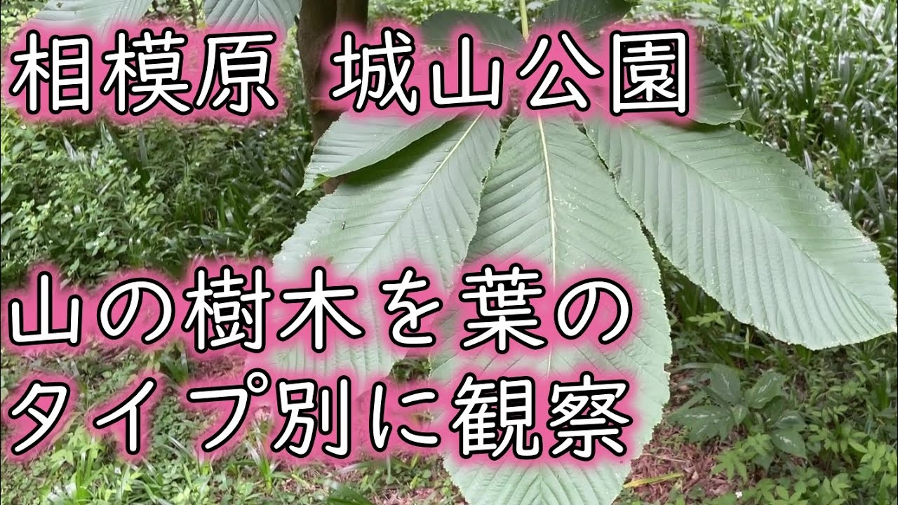 【植物観察】相模原市城山公園　樹木の葉を観察