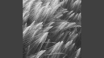 Simple Music for Enchanting Serenity