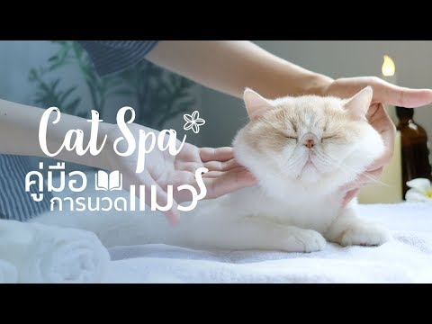 วีดีโอ: วิธีรับแมวไปเลี้ยง (พร้อมรูปภาพ)
