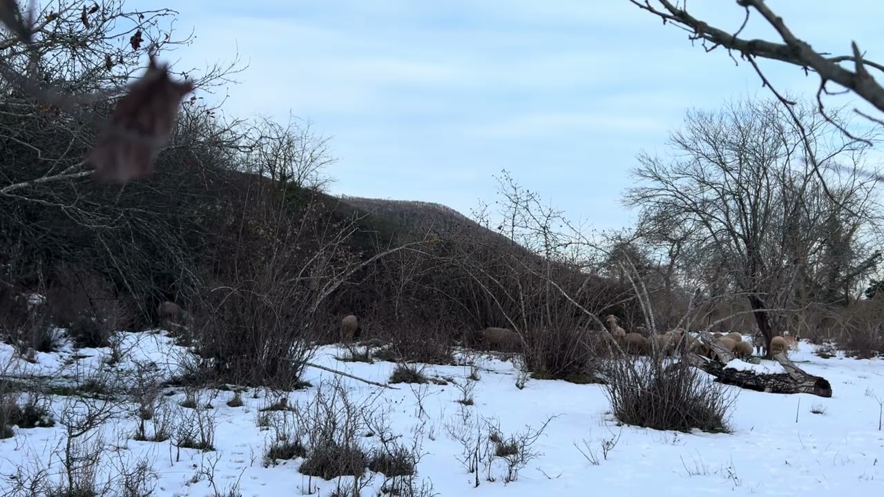Hayvanların kar sevinci 
