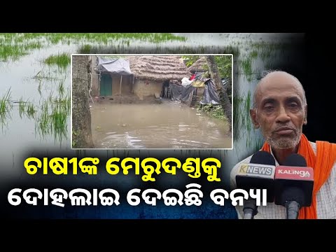 ବଢିଛି ବନ୍ୟା ପ୍ରଭାବିତଙ୍କ ଦୁର୍ଦ୍ଦଶା, ୭ ଦିନ ପାଇଁ ମିଳିବ ରିଲିଫ ଚାଉଳ ||Knews Odisha