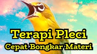 Download Lagu TERAPI PLECI AGAR CEPAT BONGKAR MATERI DI JAMIN 100%  PALING AMPUH PISAN MP3