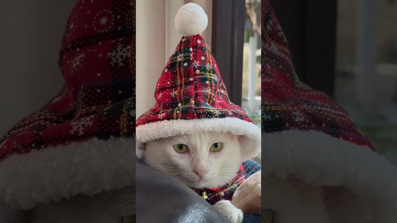 Jingle bells cat cats cute catlover funnycats cutecat catvideos 