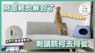 115 阿苗終於解封了，刺頭該何去何從？｜浪途｜阿苗特輯3