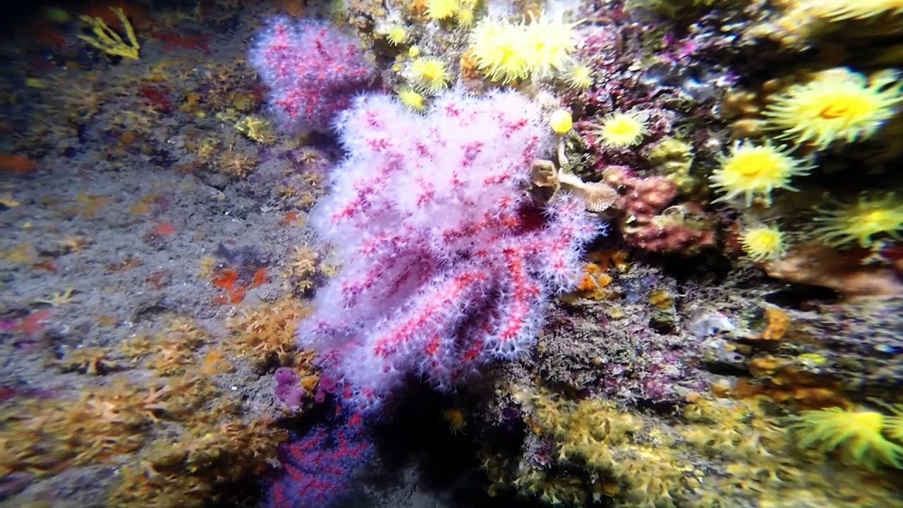 LES "ALTRES" ILLES MEDES