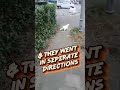 Cat Walkies #walkies #catwalkies #patrolling #grutube #catdad #catlife #catvibe #cutecats #meow #fyp