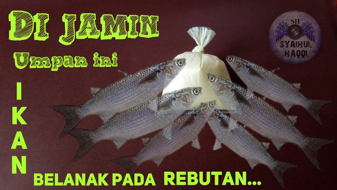 UMPAN MANCING IKAN BELANAK ke1(Umpan mancing).