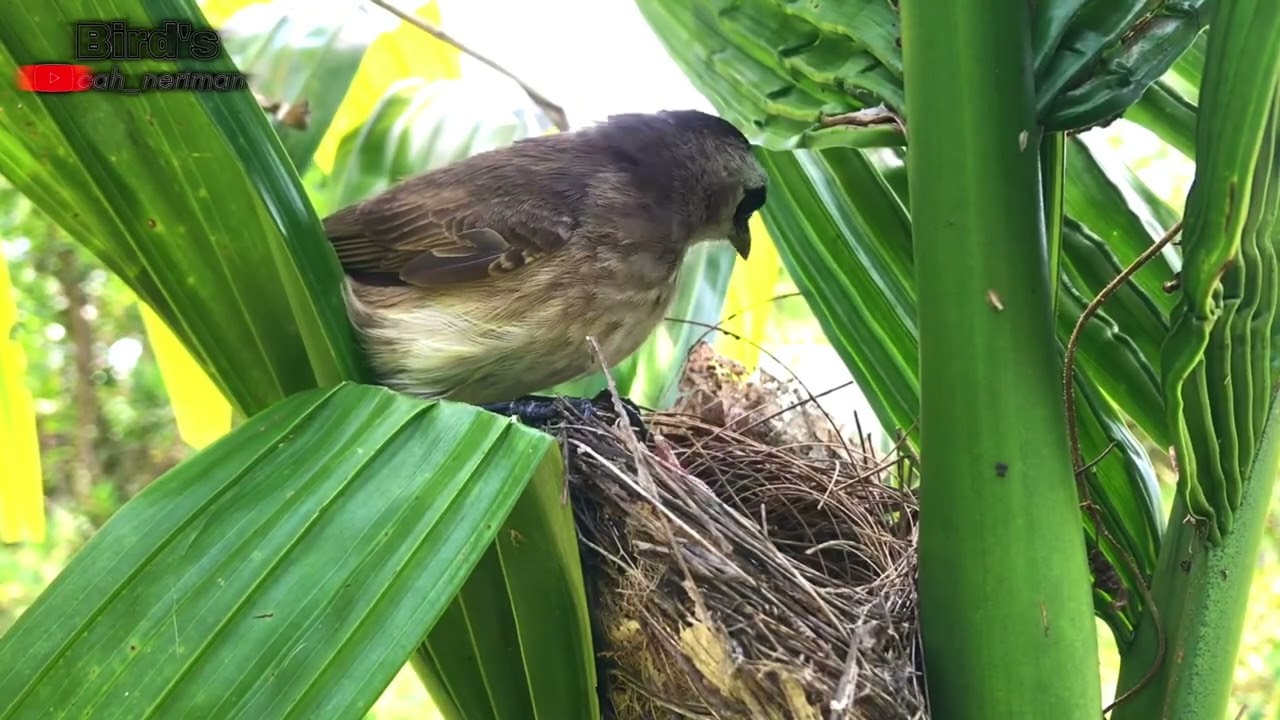 A truly amazing mother. #BraveBirdMom #StrongMother #NatureStor