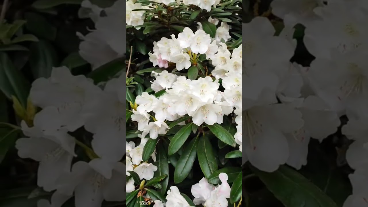 Beautiful flowers and relaxing nature scenery in stunning 4K 🌸🌿 #flowers #shorts