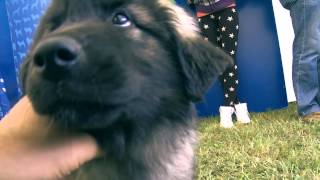 Kraški ovčar / Karst Shepherd: Dan na razstavi