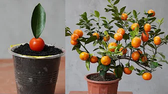 Grow Your Own Orange Tree with Just One Leaf!