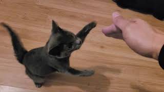 Panther kitten healed from surgery and is playful as usual !! by Quantum Audio (Quantum Meow) 12,643 views 2 years ago 1 minute, 15 seconds