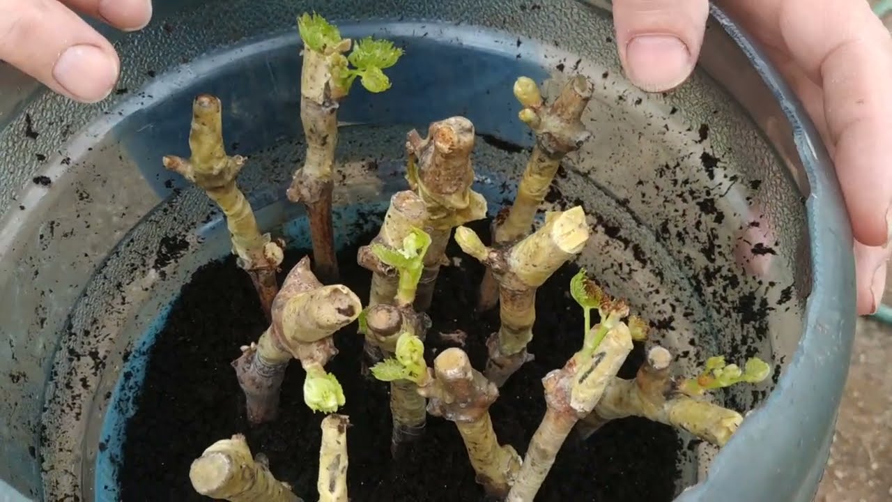 Az oltványaink átvizsgálása.  Hogyan fokozhatjuk a gyökeresedést ?