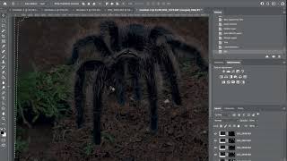 FOCUS STACKING in macro photography done in Photoshop.