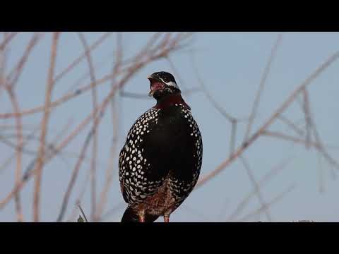 Turaç black francolin 2