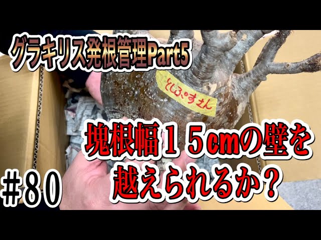 『塊根植物/コーデックス』パキポディウムグラキリス発根管理Part５　塊根幅１５cm Overの壁を越えられるか？