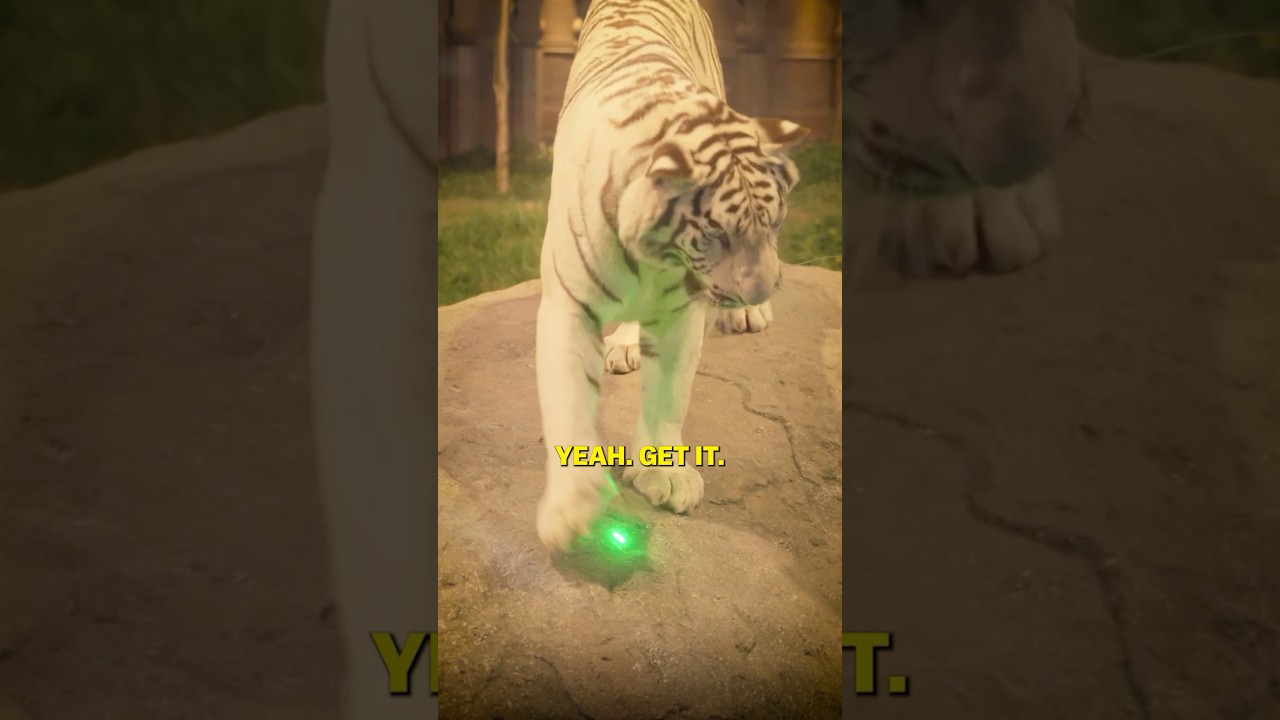 Will A Tiger Play With A Laser Pointer?