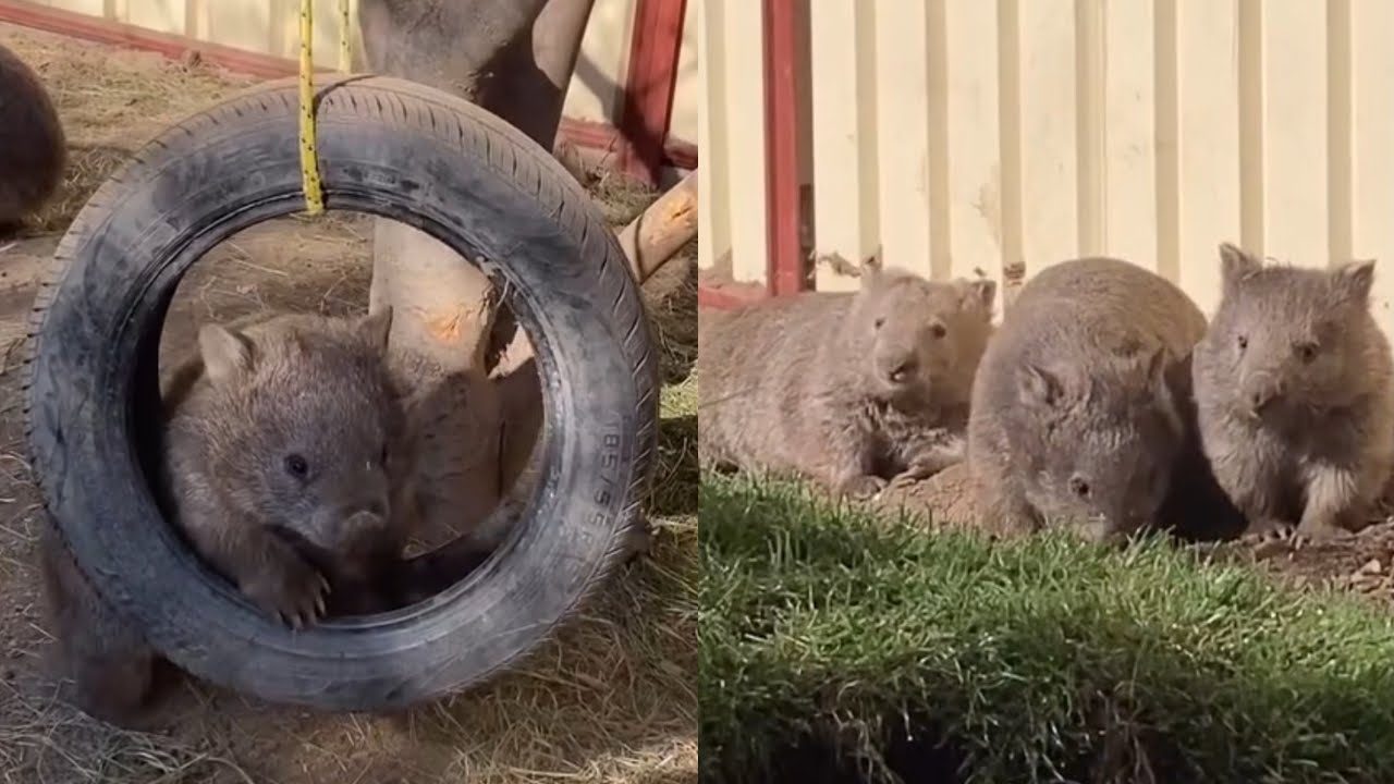 Cute Wild Animal That You Need To Know | Funny Wombat videos