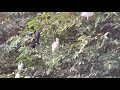 Cranes and Comarants on a tree top |Bird Watching