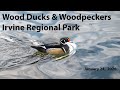 Birding Irvine Regional Park