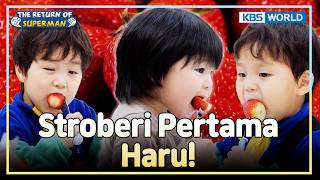 Begitu Dicoba, Malah Jadi Favorit Baru 🍓 | The Return of Superman [IND/ENG] | KBS WORLD TV 260322