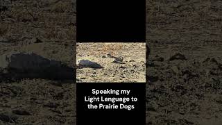 Speaking my Light Language to the Prairie Dogs #shorts #lightlanguagetransmission #prairiedogs