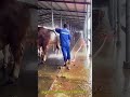 伝統的な畜産技術：肉牛の健康を守る高圧洗浄システム #works #beefcattle #hygiene #agriculture #farmwork