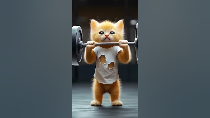 The Story of the Yellow Kitten: From Victim to Champion! 🏆 #school​ #motivation​ #cat​ #respect​