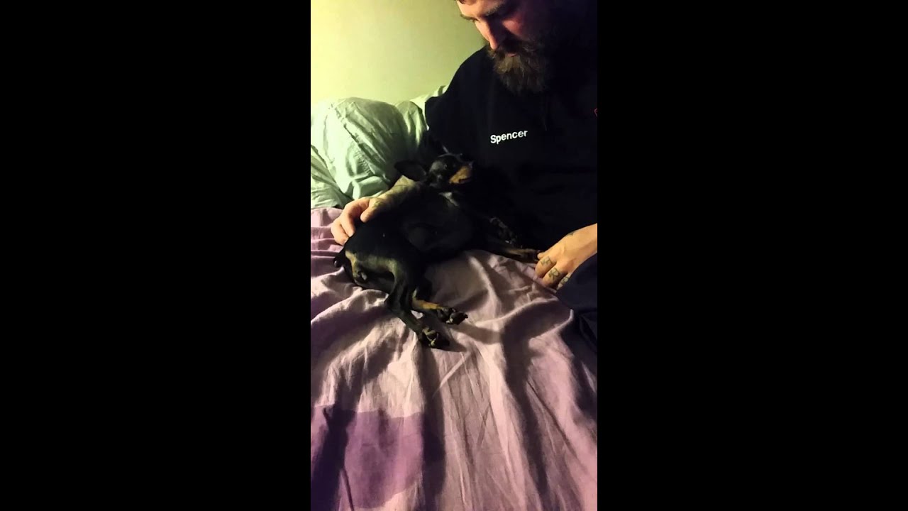miniature pinscher seizures