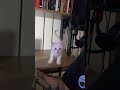 Meu companheiro de studio!