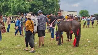 Pasola Lamboya 1 Februari 2025  Budaya Di Sumba
