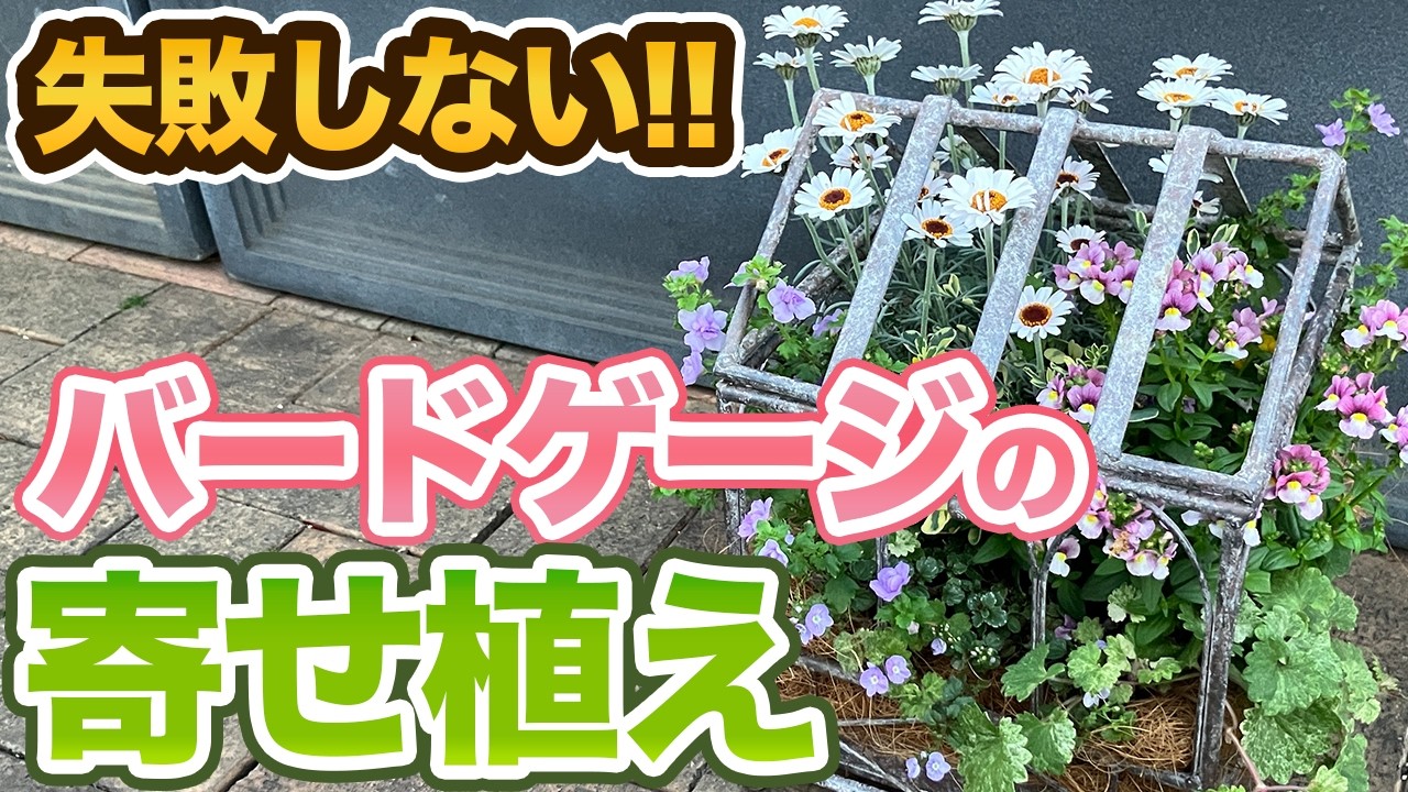 【バードケージ】ローダンセマムで作る寄せ植え|植え方と管理のポイントを紹介します!!【ベロニカ】【グレコマ】