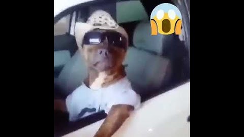 Perro sin verguenza