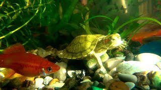 🐢Красноухая черепаха 🐠Аквариум с черепахой 🐡 рыбками  🐜 креветками Little red eared turtle  小红耳龟