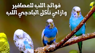 فوائد اللب للعصافير وازاي نأكل عصافير البادجي اللب