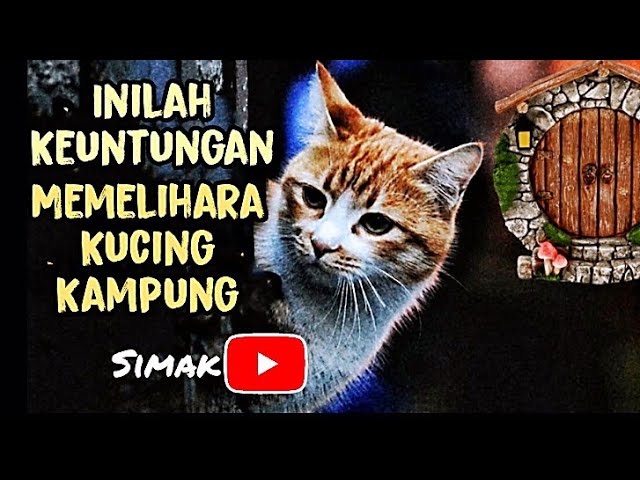 Inilah Keuntungan Memelihara Kucing Kampung. class=