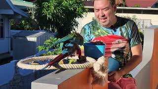Le Soleil De Tahiti Se Lève Sur Mon Perroquet Jackson 14 Ans