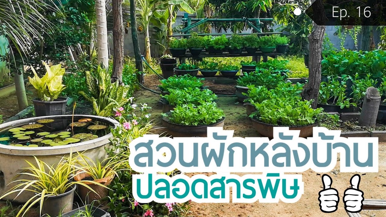 สวนผักหลังบ้าน​ ผักออเเกนิก ปลอดสารพิษ​ | ปลูกผักกินเอง​ 🌱