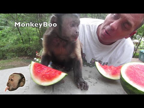 monkey-loves-watermelon!