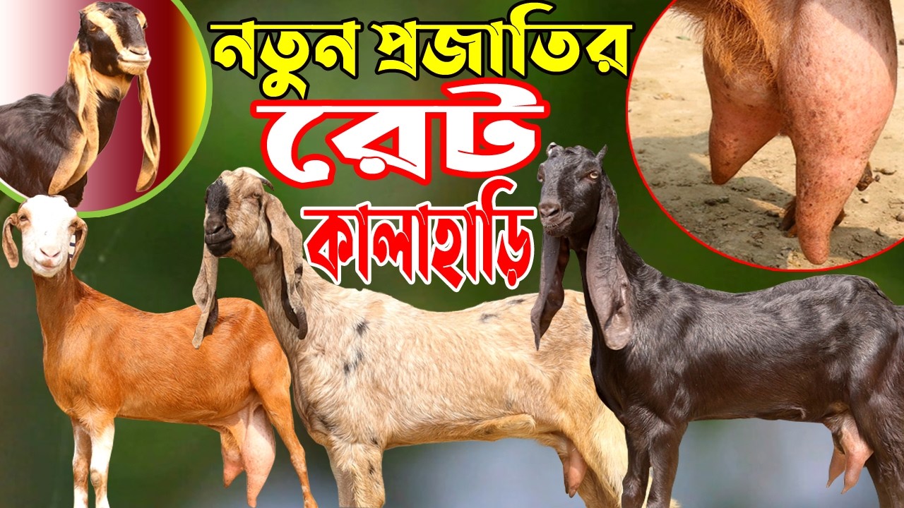 নিম্নদামে বিগ বিগ সাইজের দুধের ছাগল ও অরিজিনাল হরিয়ানা ছাগলের সমাহার   Rakhal Bondhu