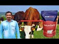சினை பிடிக்காத கறவை மாடுகளுக்கு சிறந்த மருத்துவமாக செயல்படுகிறது நேச்சுரோகர்ப்(NaturoGarbh)