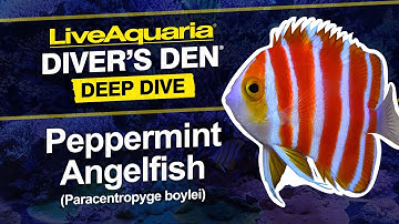 LiveAquaria® Diver’s Den® Deep Dive: Peppermint Angelfish (Paracentropyge boylei)