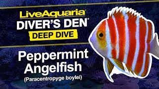 LiveAquaria® Diver’s Den® Deep Dive: Peppermint Angelfish (Paracentropyge boylei)