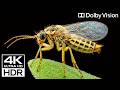 OLED Test - 4K VIDEO ULTRA HD | 4K HDR Dolby Vision (4K OLED TV DEMO)
