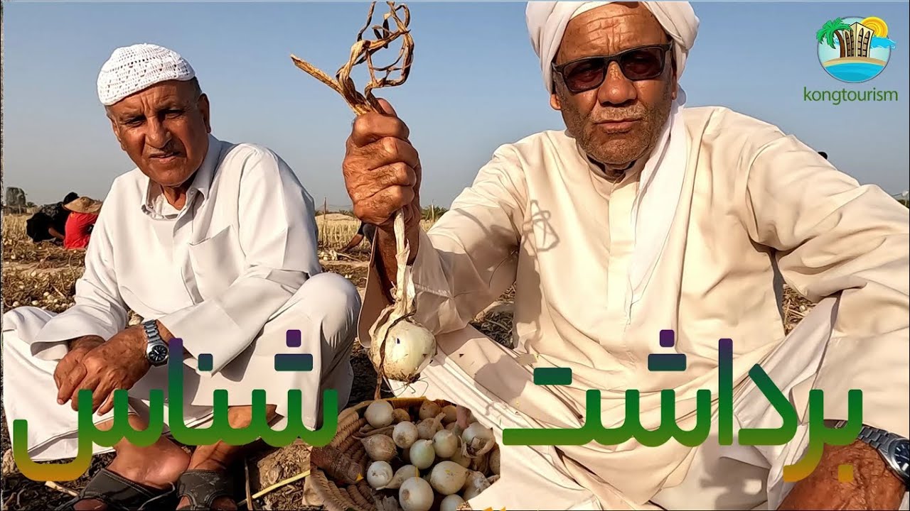 برداشت پیاز شناس.......Digging onions