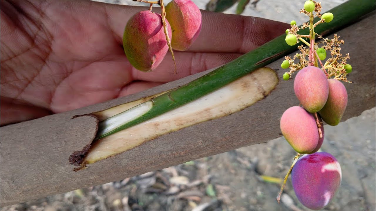 Veneer Grafting of Mango Trees Veneer Grafting For Beginners 100