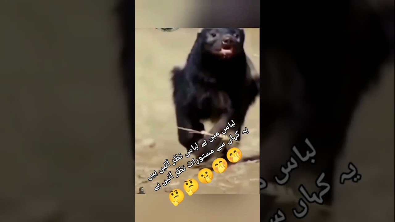 urdu poetry baba shahid layyah