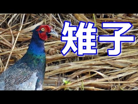 鳴き声 キジ Japanese Pheasant